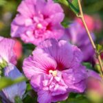 hibiscus syriacus eruption ibisco 1