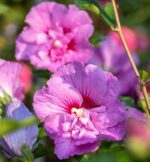 hibiscus syriacus eruption ibisco 1