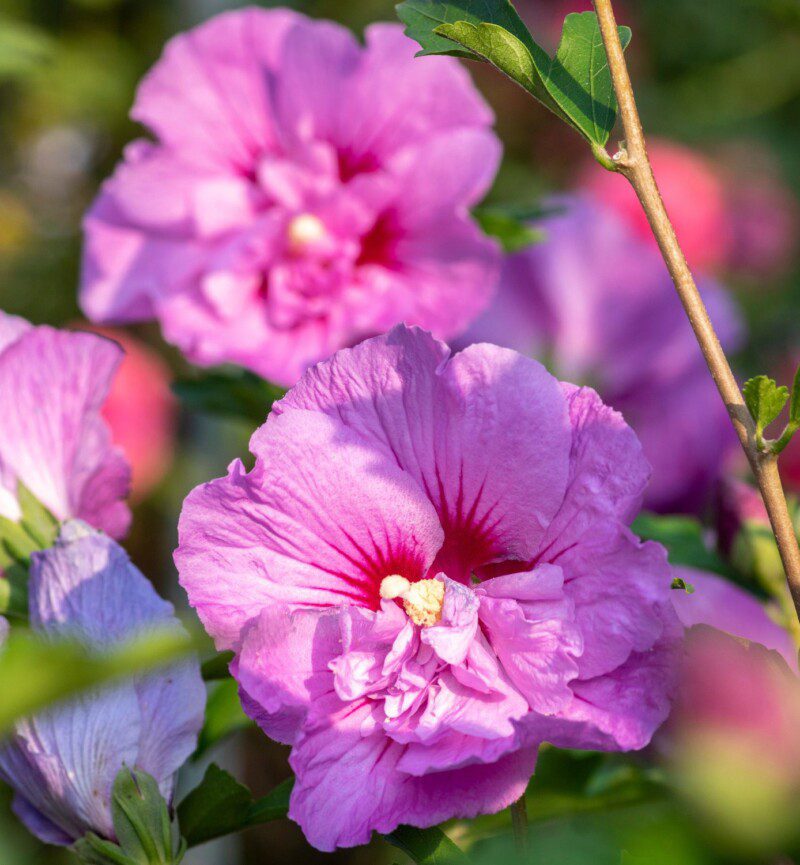 hibiscus syriacus eruption ibisco 1 hibiscus syriacus eruption ibisco 1