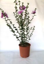 hibiscus syriacus eruption ibisco