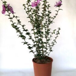 hibiscus syriacus eruption ibisco