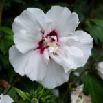 hibiscus syriacus french point ibisco 1