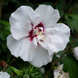 hibiscus syriacus french point ibisco 1