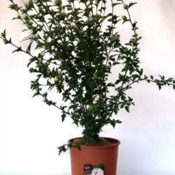 hibiscus syriacus french point ibisco