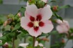 hibiscus syriacus hamabo dettaglio 013041