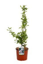 hibiscus syriacus hamabo produzione 013041
