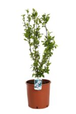 hibiscus syriacus hamabo produzione 014913