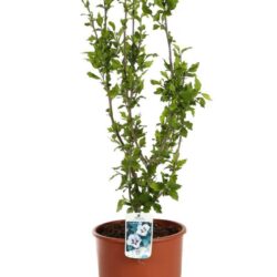 hibiscus syriacus hamabo produzione 014913