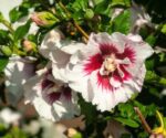hibiscus syriacus helene ibisco 1