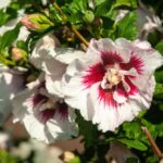 hibiscus syriacus helene ibisco 1