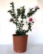 hibiscus syriacus helene ibisco