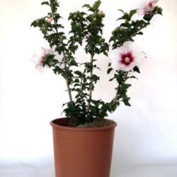 hibiscus syriacus helene ibisco
