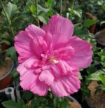 hibiscus syriacus magenta dettaglio 013510