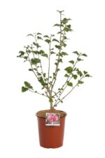 hibiscus syriacus magenta produzione 013510