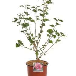 hibiscus syriacus magenta produzione 013510