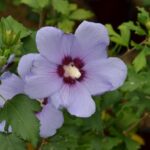 hibiscus syriacus marina ibisco 1