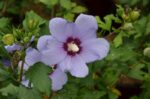hibiscus syriacus marina ibisco 1
