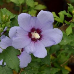 hibiscus syriacus marina ibisco 1
