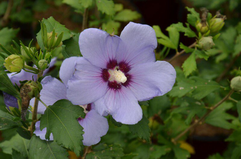 hibiscus syriacus marina ibisco 1 hibiscus syriacus marina ibisco 1
