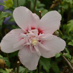 hibiscus syriacus pink chiffon ibisco 1