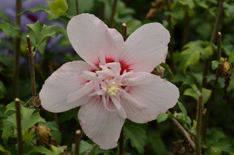 hibiscus syriacus pink chiffon ibisco 1 hibiscus syriacus pink chiffon ibisco 1