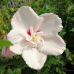 hibiscus syriacus pinky spot ibisco 1