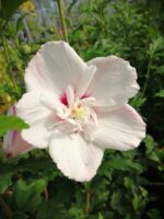 hibiscus syriacus pinky spot ibisco 1