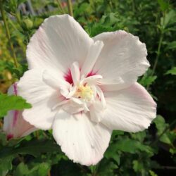 hibiscus syriacus pinky spot ibisco 1
