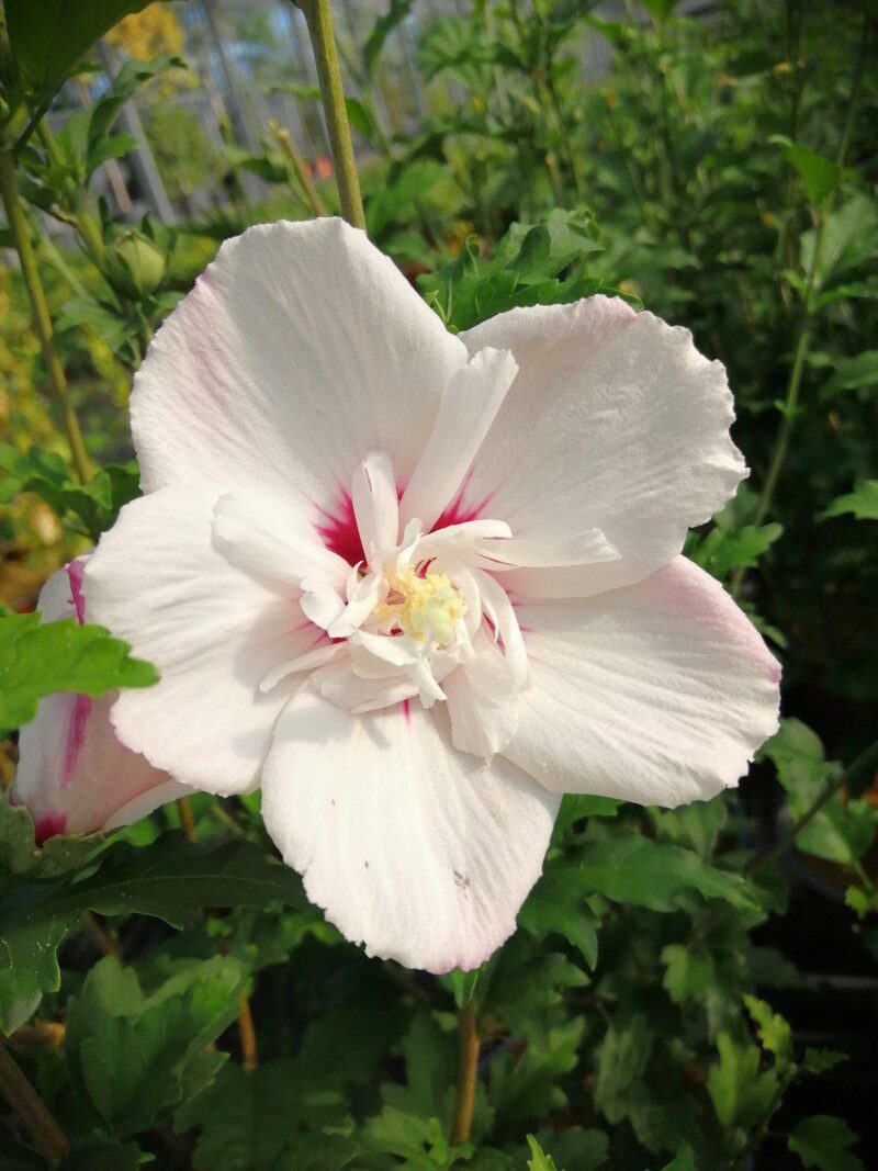 hibiscus syriacus pinky spot ibisco 1 hibiscus syriacus pinky spot ibisco 1