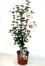 hibiscus syriacus pinky spot ibisco