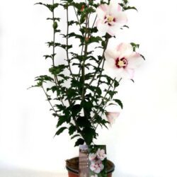 hibiscus syriacus pinky spot ibisco