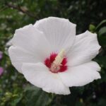 hibiscus syriacus red heart ibisco 1