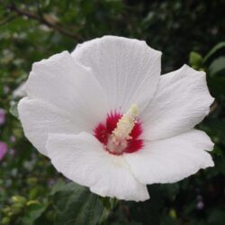 hibiscus syriacus red heart ibisco 1