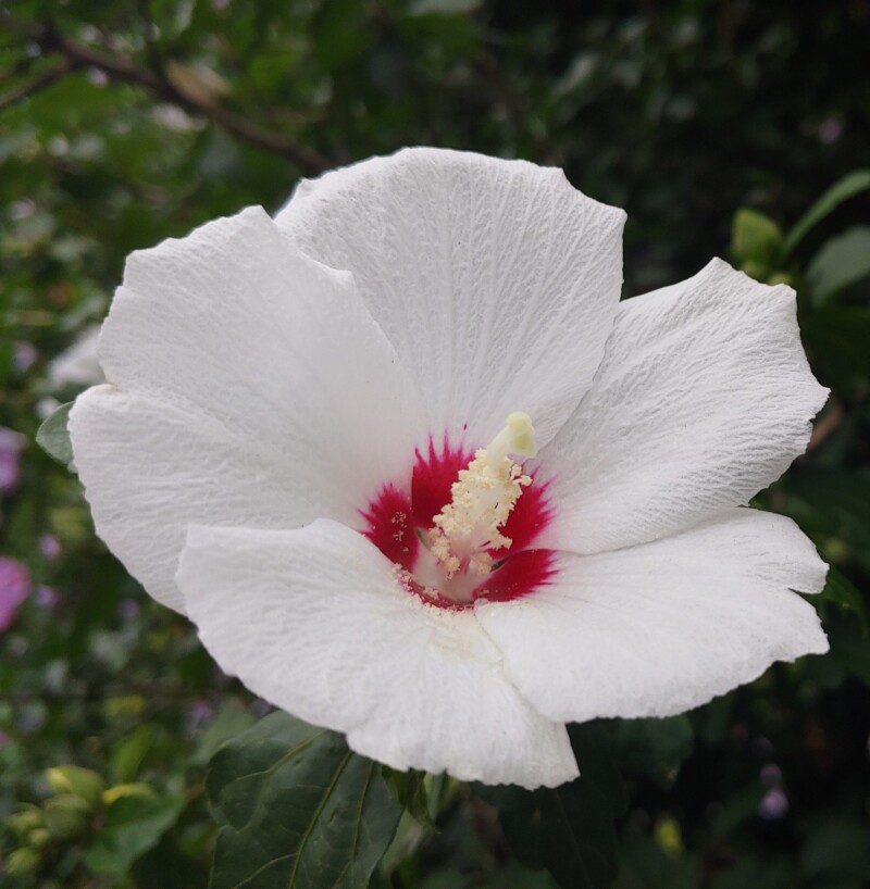 hibiscus syriacus red heart ibisco 1 hibiscus syriacus red heart ibisco 1