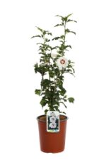 hibiscus syriacus red heart ibisco 3