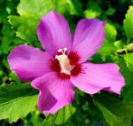 hibiscus syriacus russian violet ibisco 1