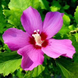 hibiscus syriacus russian violet ibisco 1