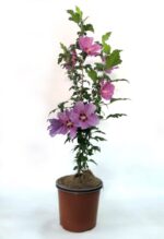 hibiscus syriacus russian violet ibisco