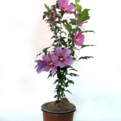 hibiscus syriacus russian violet ibisco