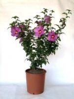 hibiscus syriacus russian violet ibisco 3