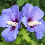 hibiscus syriacus sup blue ibisco 1