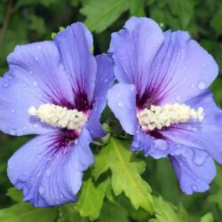 hibiscus syriacus sup blue ibisco 1