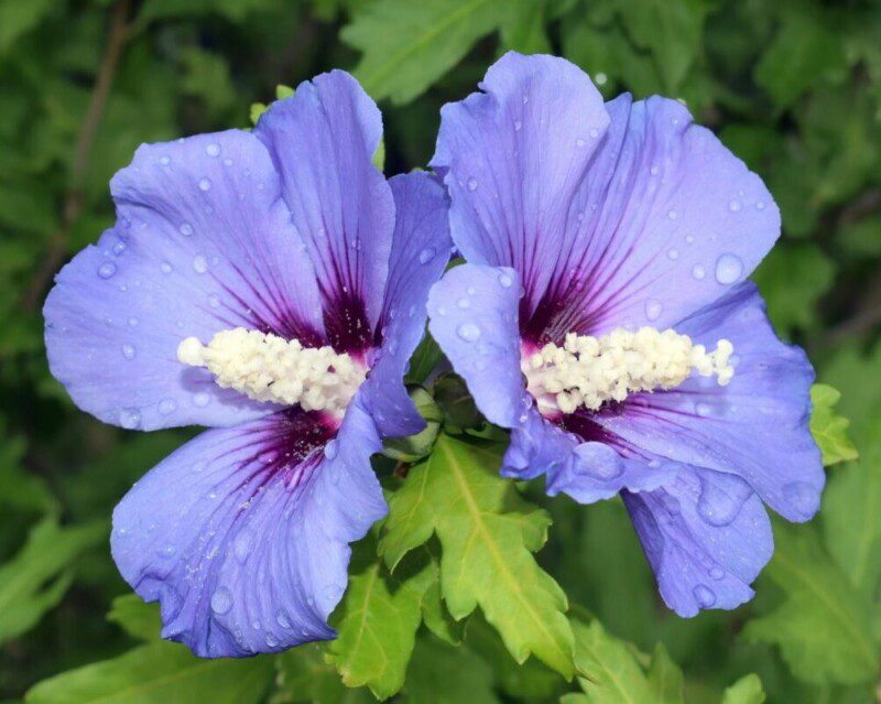 hibiscus syriacus sup blue ibisco 1 hibiscus syriacus sup blue ibisco 1