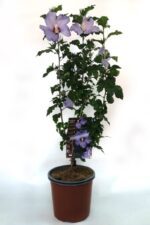 hibiscus syriacus sup blue ibisco