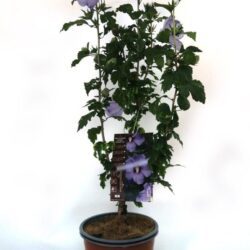 hibiscus syriacus sup blue ibisco