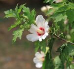 hibiscus syriacus sup heart ibisco 1