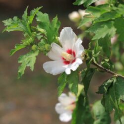 hibiscus syriacus sup heart ibisco 1