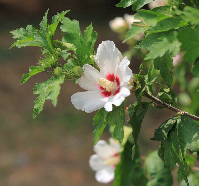 hibiscus syriacus sup heart ibisco 1 hibiscus syriacus sup heart ibisco 1