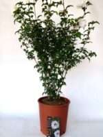 hibiscus syriacus sup heart ibisco