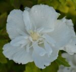 hibiscus syriacus white chiffon ibisco 1
